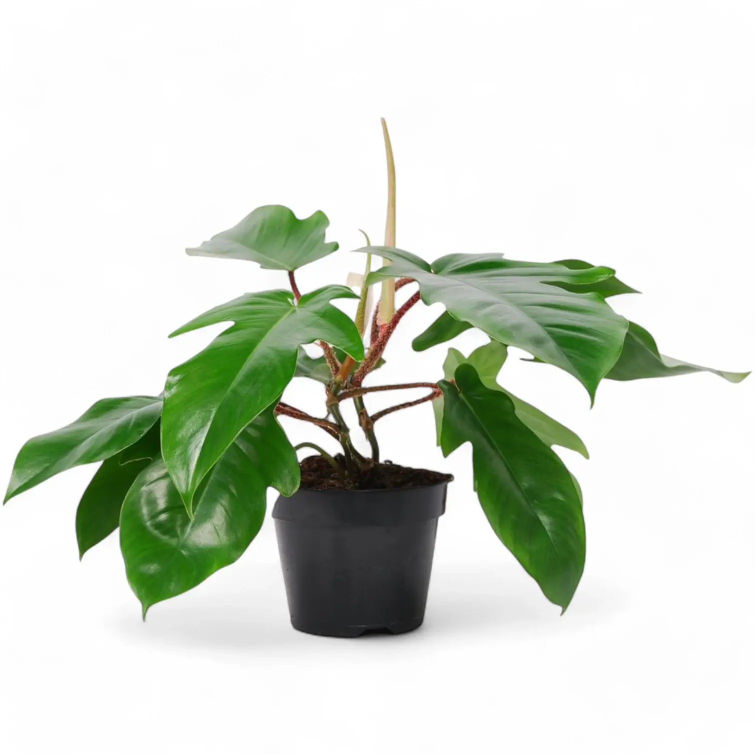 Philodendron squamiferum potted plant in nursery pot on white background.