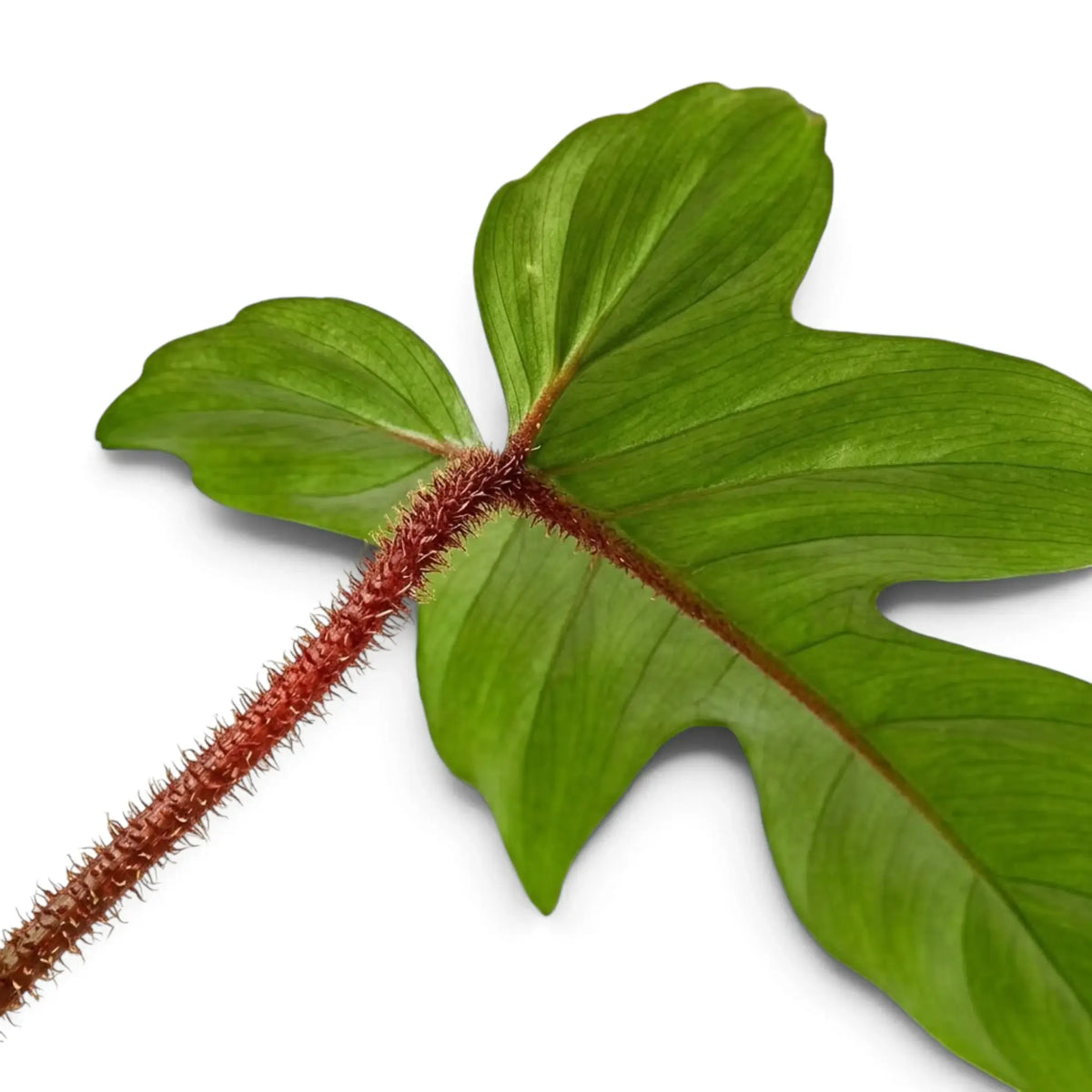 Philodendron squamiferum foliage close-up with green leaves and red bristled leaf stalks.