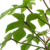 Philodendron squamiferum foliage close-up with green leaves and red bristled leaf stalks.