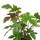 Philodendron squamiferum foliage close-up with green leaves and red bristled leaf stalks.