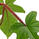 Philodendron squamiferum foliage close-up with green leaves and red bristled leaf stalks.
