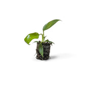 Starter Philodendron squamiferum with green leaves and red bristled leaf stalks in a nursery pot.