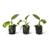 Starter Philodendron squamiferum with green leaves and red bristled leaf stalks in a nursery pot.