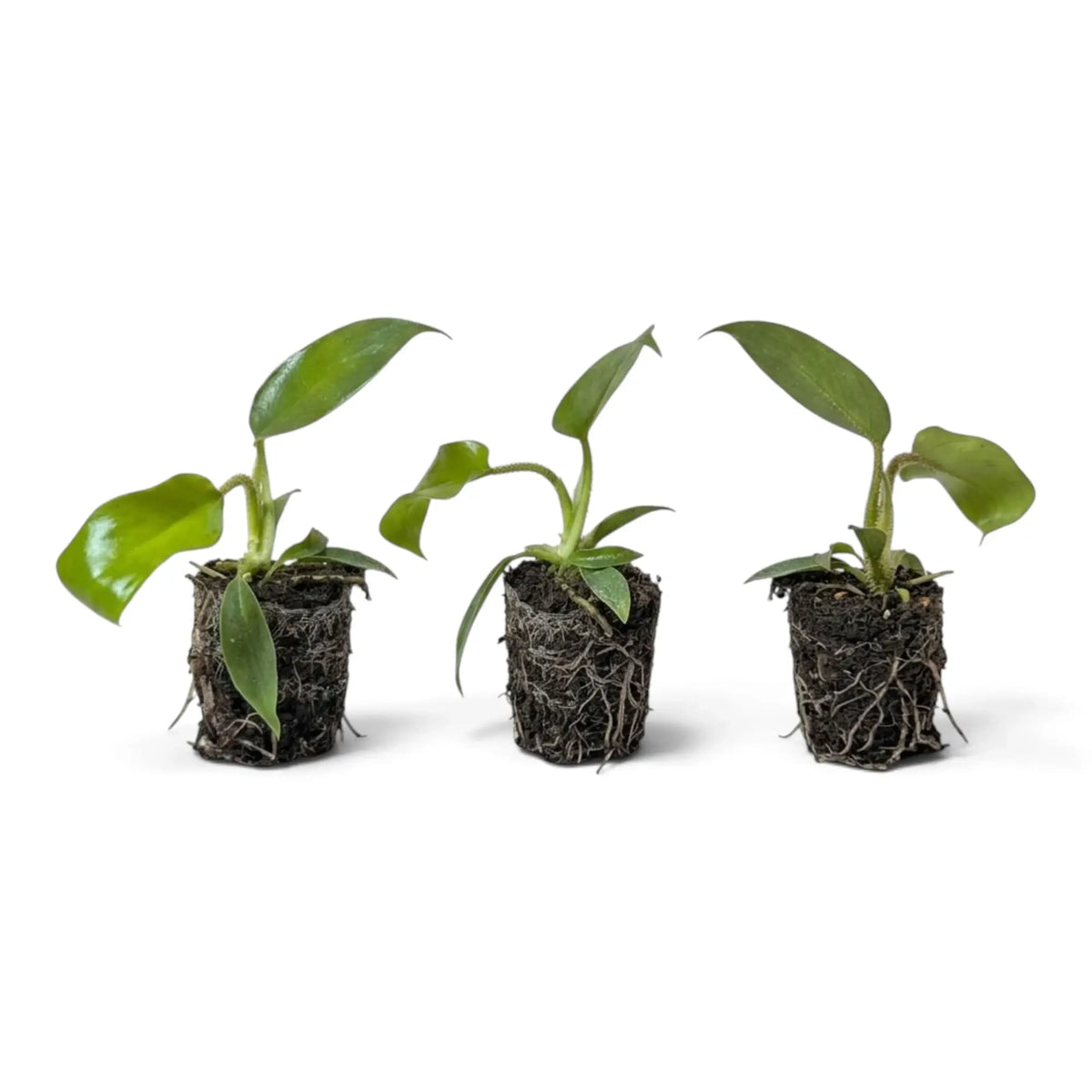 Starter Philodendron squamiferum with green leaves and red bristled leaf stalks in a nursery pot.