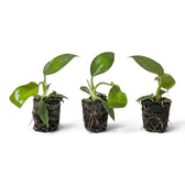 Starter Philodendron squamiferum with green leaves and red bristled leaf stalks in a nursery pot.