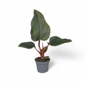 Philodendron squamiferum x serpens – Topfpflanze im Kulturtopf vor weißem Hintergrund, Produktfoto 2.