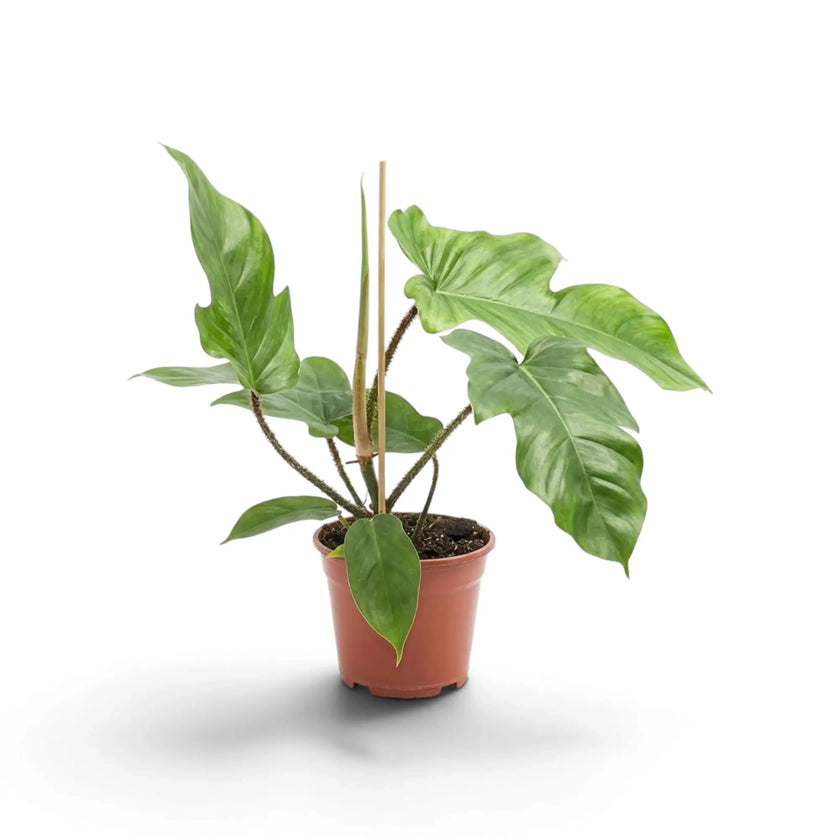 Philodendron squamiferum with green foliage and distinctive red bristled leaf stalks in a nursery pot.