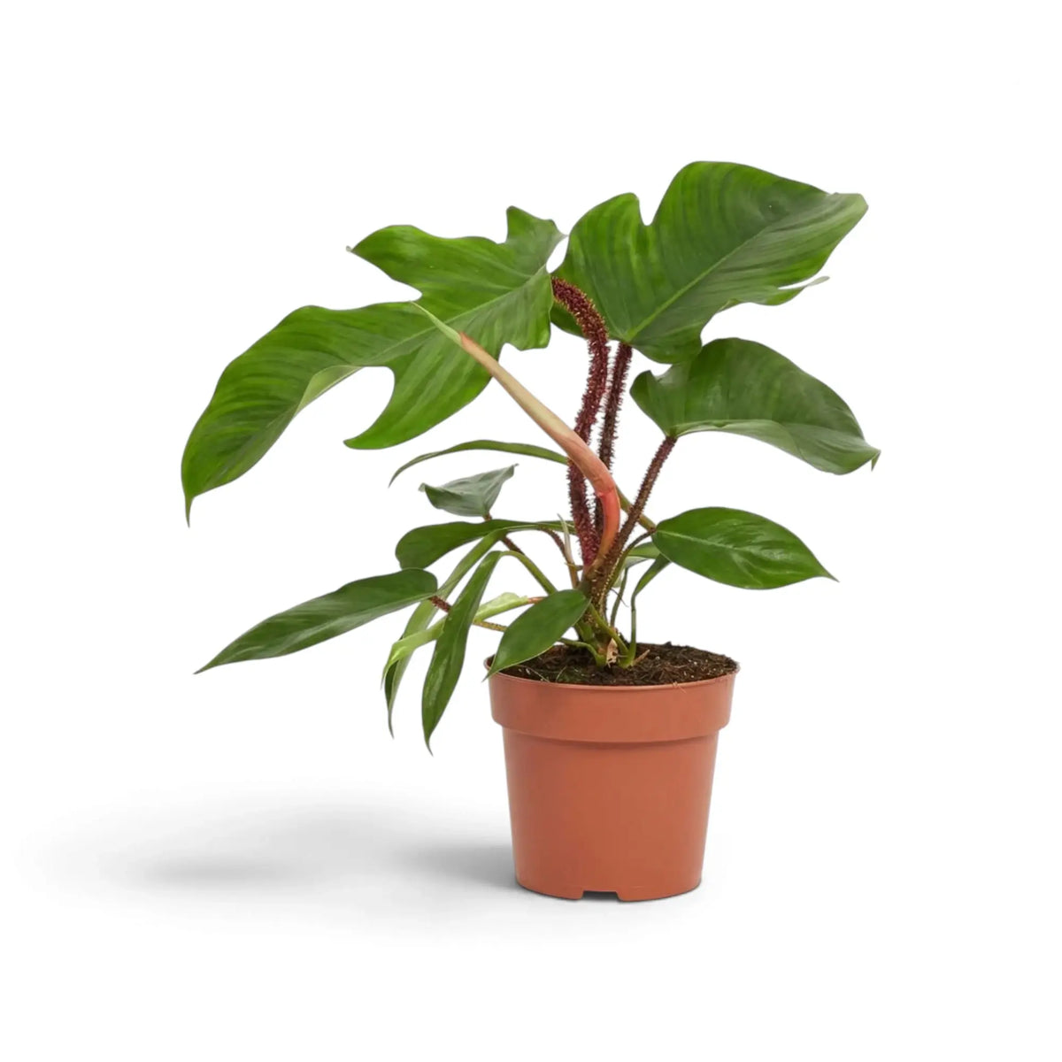 Philodendron squamiferum with green foliage and distinctive red bristled leaf stalks in a nursery pot.