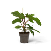 Philodendron squamiferum with green foliage and distinctive red bristled leaf stalks in a nursery pot.