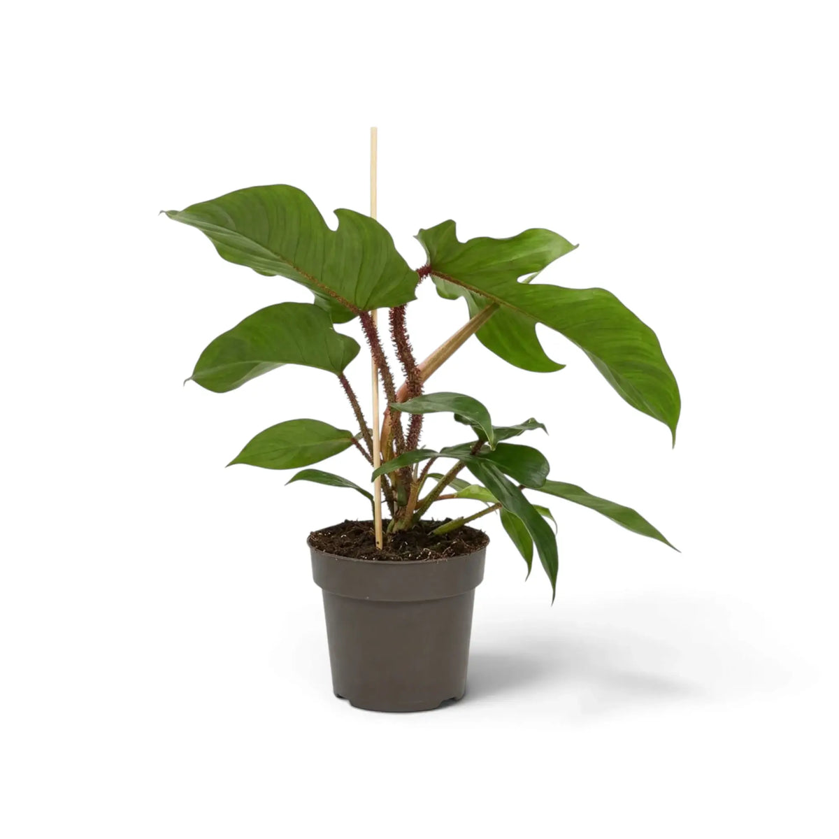 Philodendron squamiferum with green foliage and distinctive red bristled leaf stalks in a nursery pot.