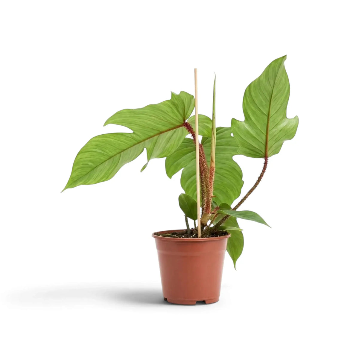 Philodendron squamiferum with green foliage and distinctive red bristled leaf stalks in a nursery pot.