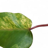 variegated red emerald philodendron Philodendron 'Strawberry Shake' – Variegated Red Emerald Hybrid