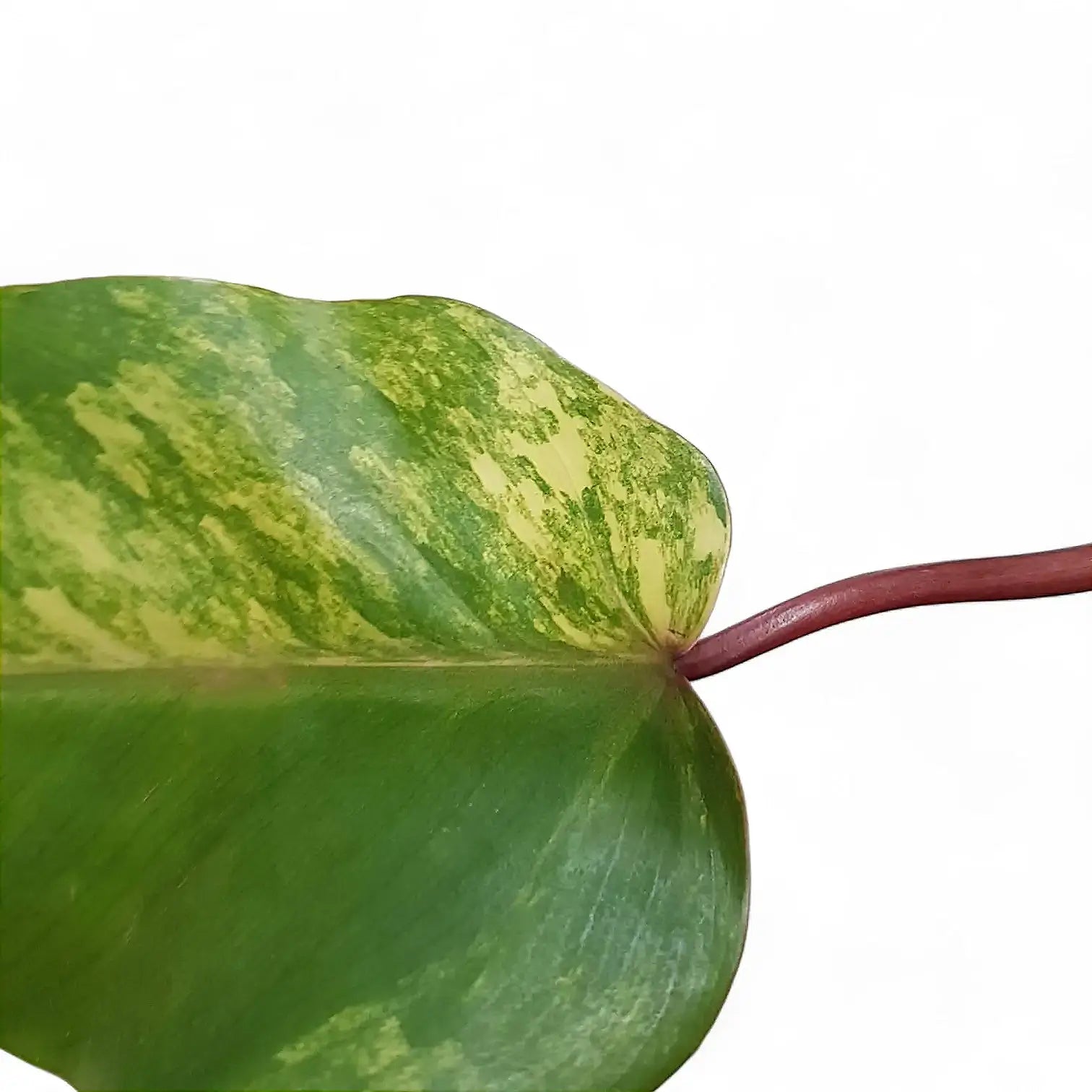 Philodendron 'Strawberry shake' ('Red Emerald' variegata) Zimmerpflanze im Anzuchttopf vor weißem Hintergrund, Produktfoto 4.