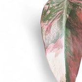 Philodendron 'Strawberry shake' ('Red Emerald' variegata) Zimmerpflanze im Anzuchttopf vor weißem Hintergrund, Produktfoto 6.