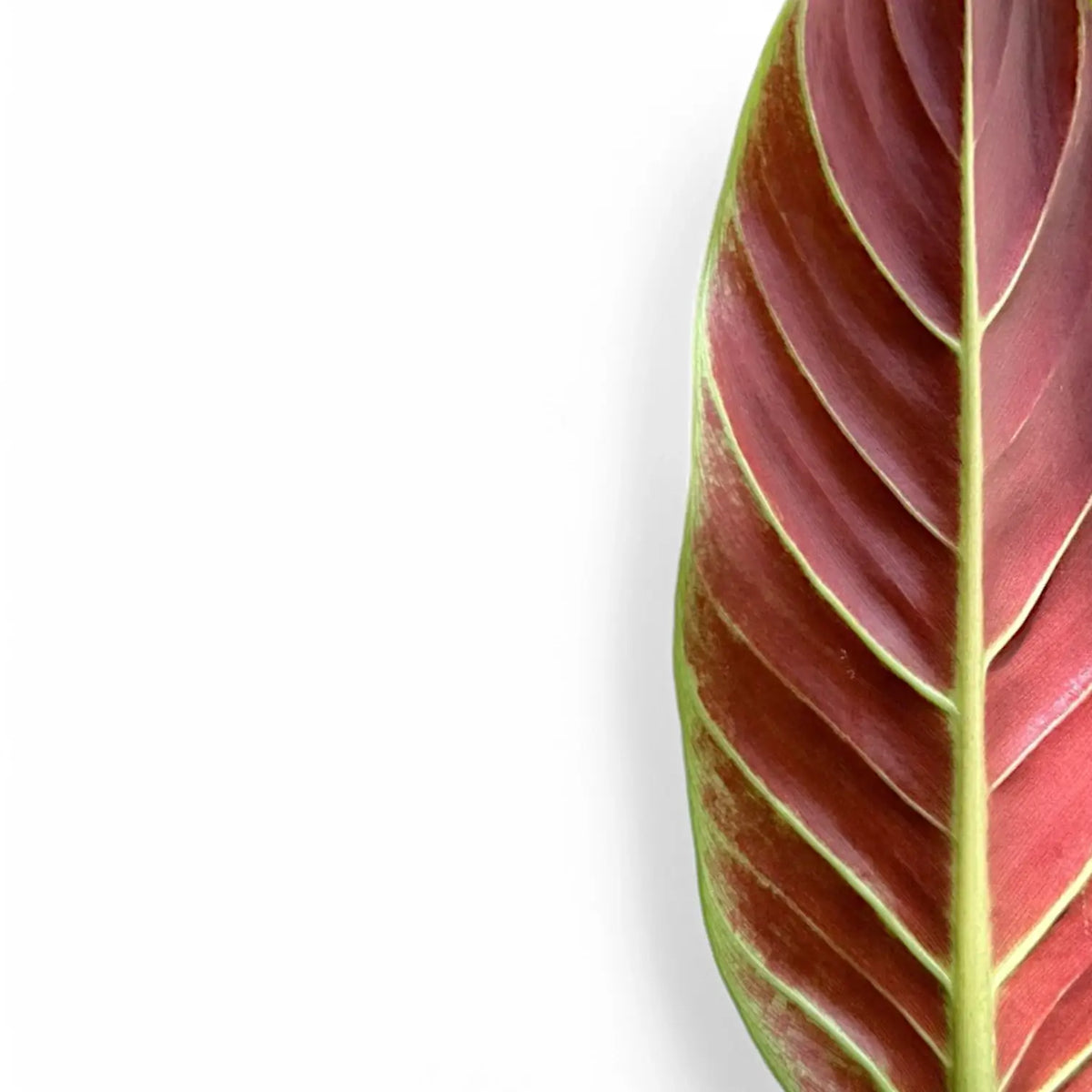 variegated philodendron subhastatum Philodendron subhastatum – Bi-Coloured Top & Red Underside