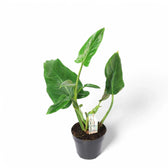 Philodendron subhastatum potted plant in nursery pot on white background.