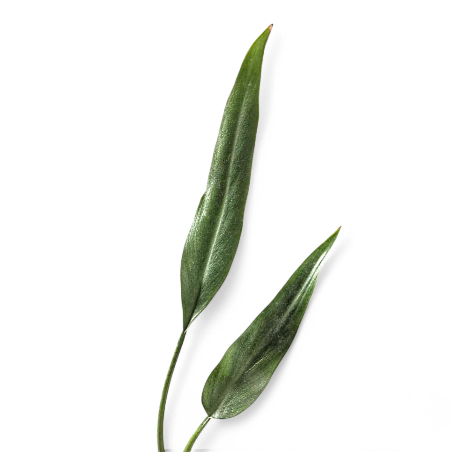 Philodendron 'Sucre's Slim' close-up of leaf on white background.
