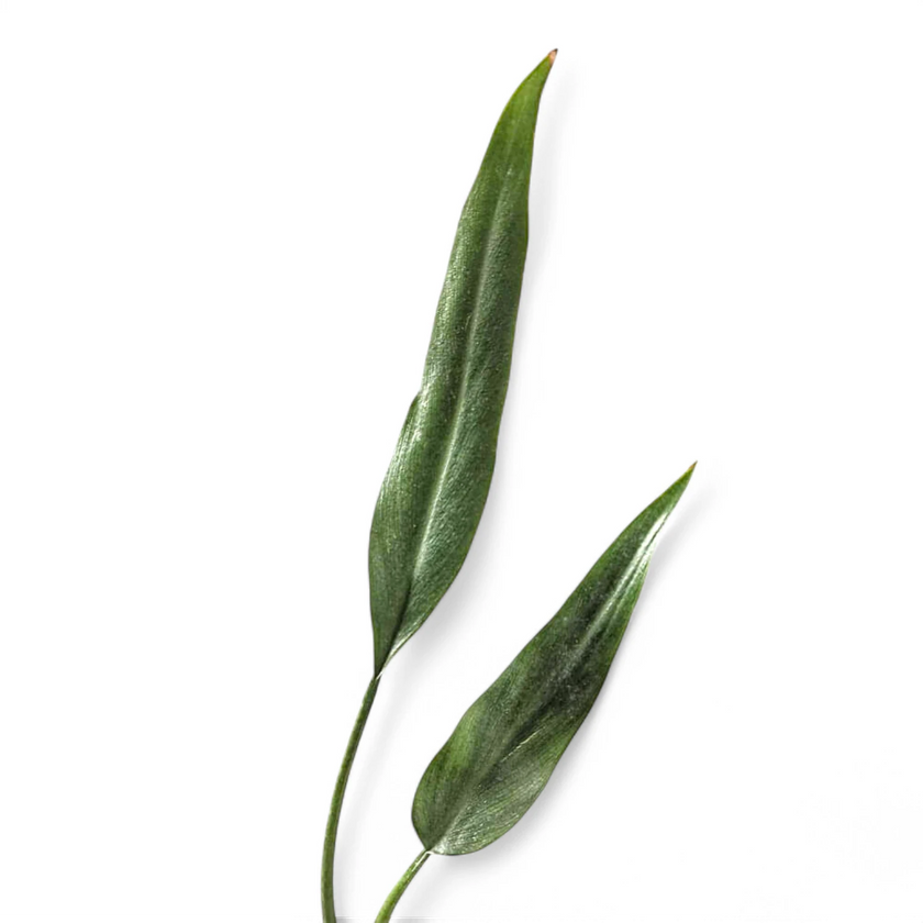 Philodendron 'Sucre's Slim' close-up of leaf on white background.