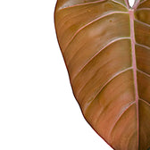 Philodendron 'Summer Glory' (gloriosum x 'McColley's Finale'x) close-up of leaf on white background.