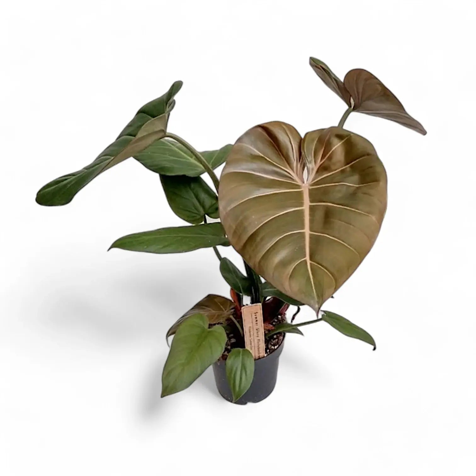 Philodendron 'Summer Glory' (gloriosum x 'McColley's Finale'x) potted plant in nursery pot on white background.