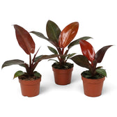 Young Philodendron ‘Sun Red’ in a nursery pot, with copper-red new leaves and green mature foliage