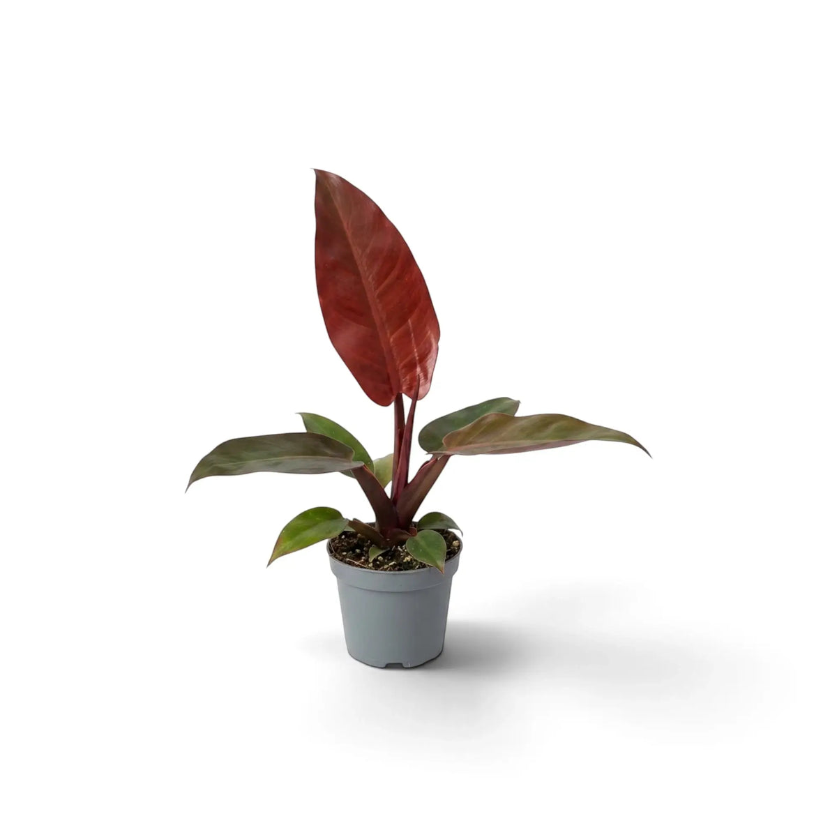 Baby Philodendron ‘Sun Red’ showing a red new leaf at the centre of a compact green rosette
