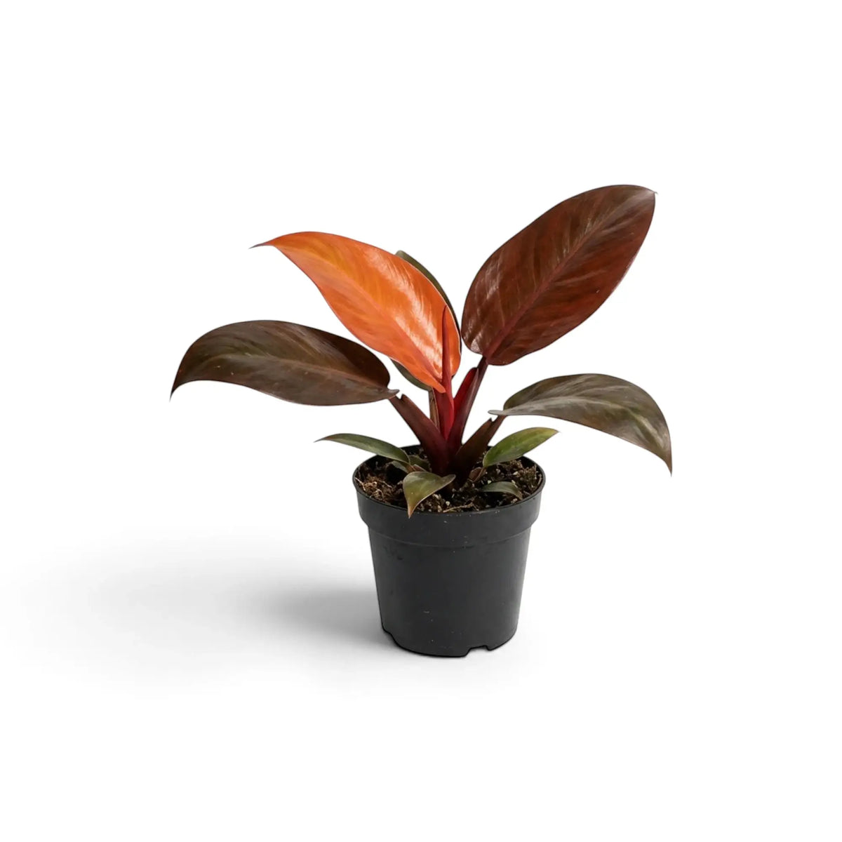 Small Philodendron ‘Sun Red’ in a nursery pot, with copper-red new foliage and mature green leaves