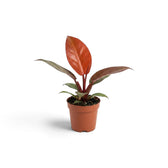 Young Philodendron ‘Sun Red’ showing copper-red emerging foliage above glossy green leaves