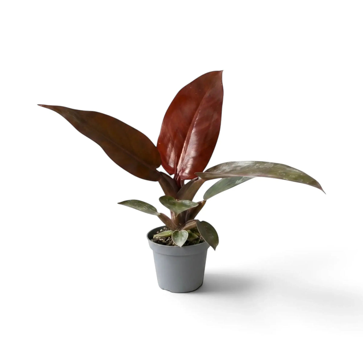 Baby Philodendron ‘Sun Red’ with compact self-heading growth and red-orange new foliage