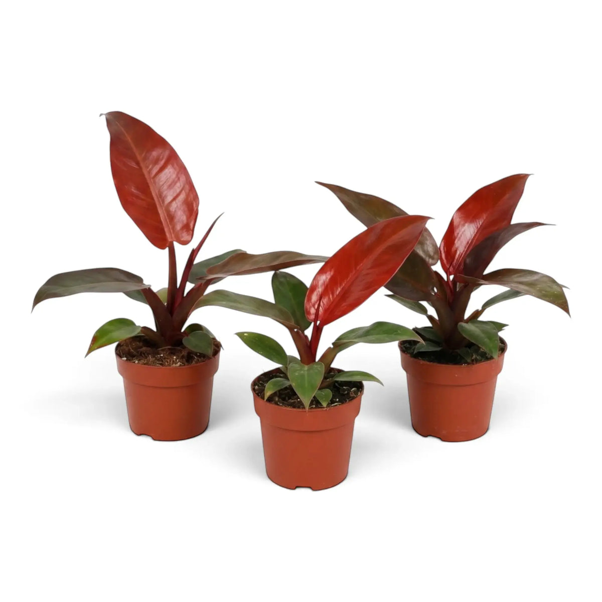 Young Philodendron ‘Sun Red’ in a small pot, with orange-red new leaves beside mature green foliage