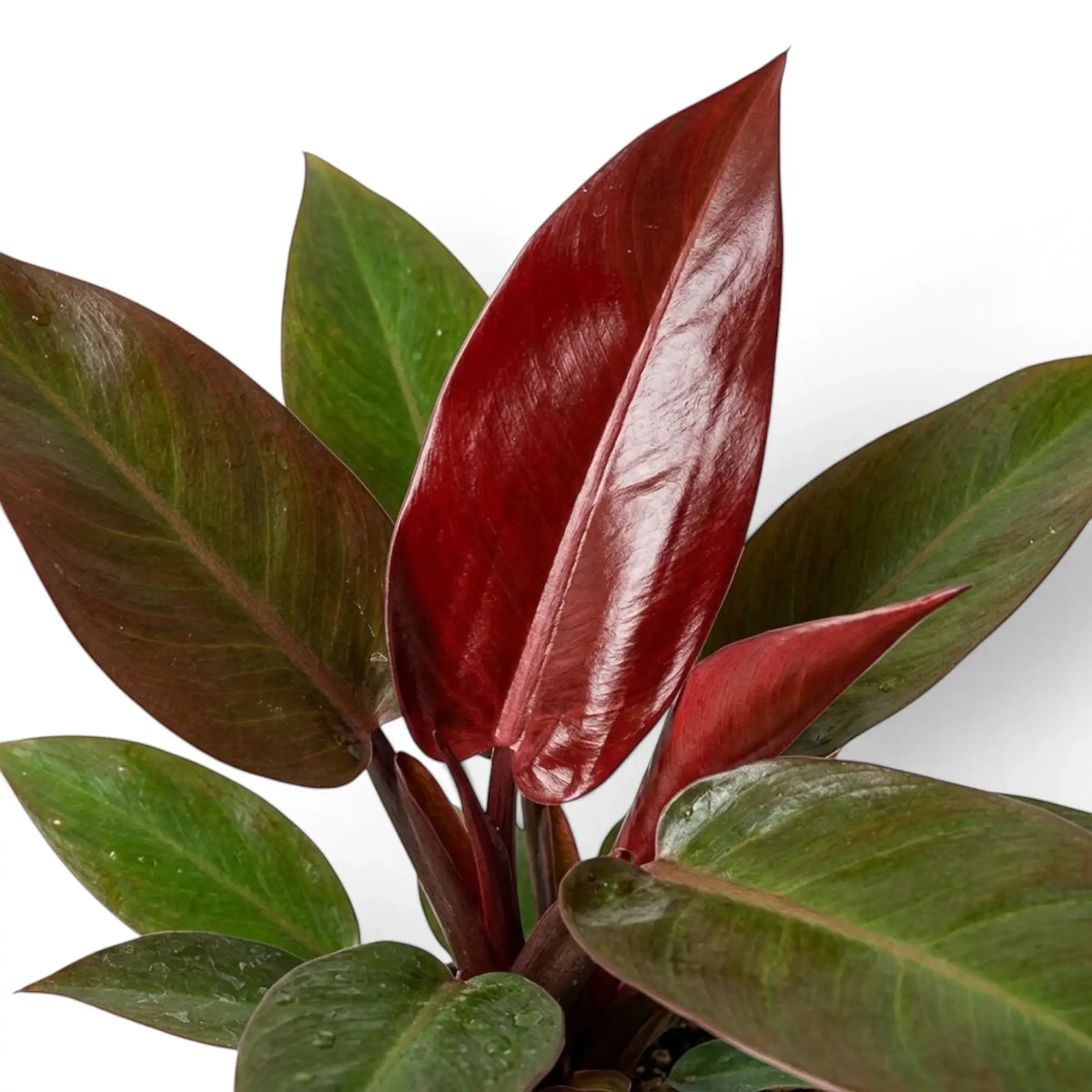Close-up of Philodendron ‘Sun Red’ foliage showing a copper-red new leaf among mature green leaves
