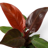 Philodendron ‘Sun Red’ foliage detail showing copper-red young growth beside mature green leaves