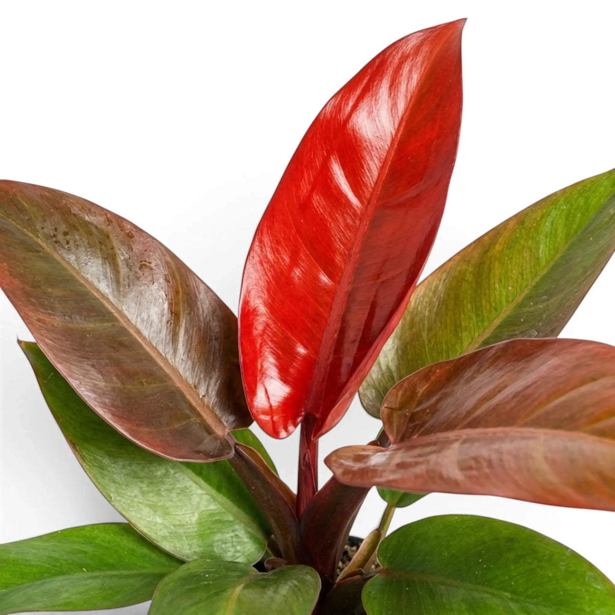 Close-up of a broad Philodendron ‘Sun Red’ leaf with red-copper colouring