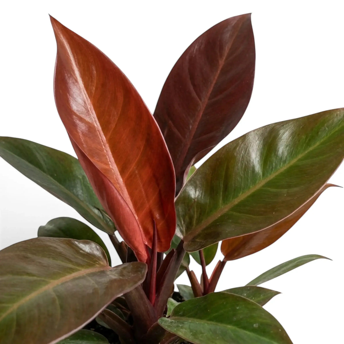 Philodendron ‘Sun Red’ foliage detail showing glossy green leaves around red new growth