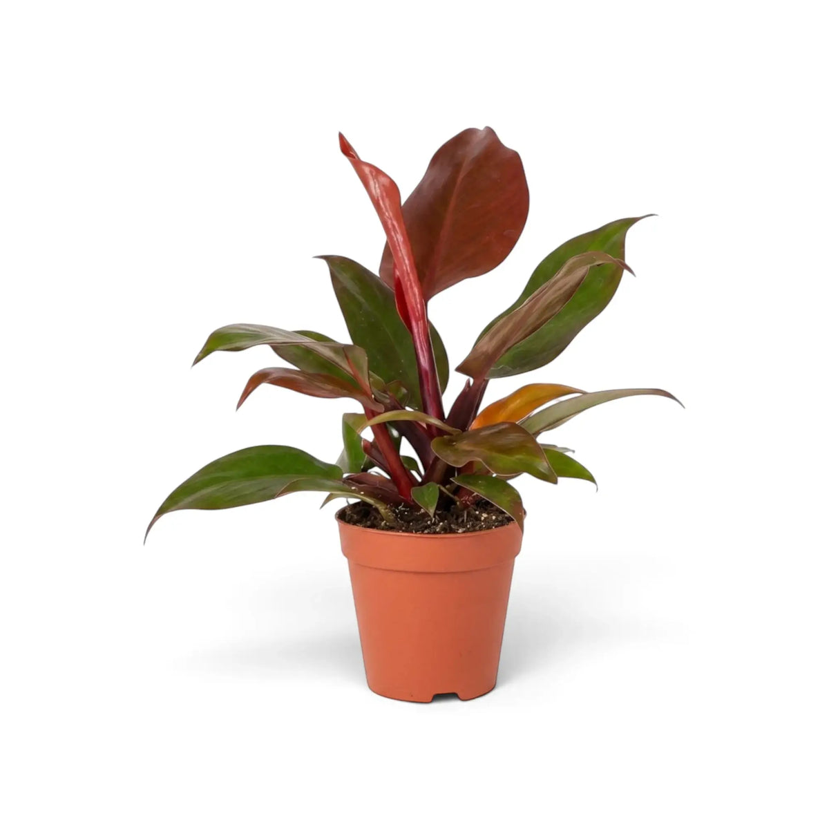 Philodendron ‘Sun Red’ in a nursery pot, with red new foliage at the centre of a compact green rosette