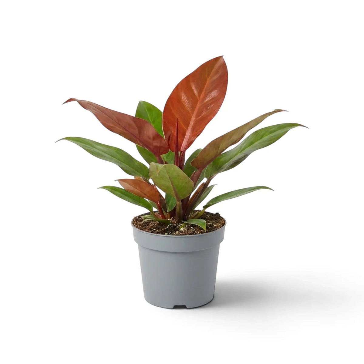 Potted Philodendron ‘Sun Red’ showing copper-red young leaves and broad mature green foliage