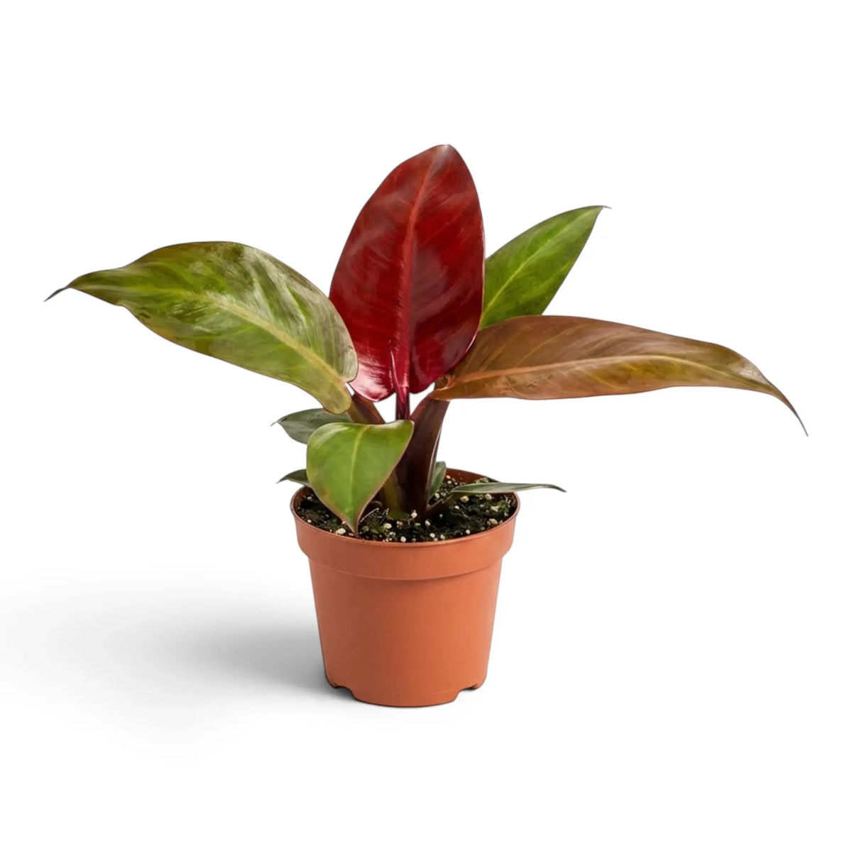Philodendron ‘Sun Red’ full plant with a compact self-heading crown, copper-red new growth and mature green leaves