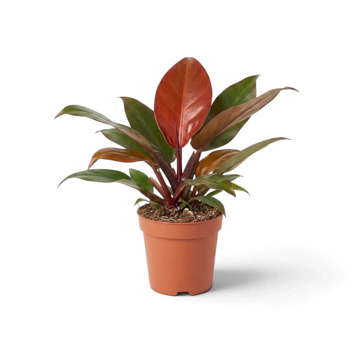 Philodendron ‘Sun Red’ in a nursery pot, showing orange-red central growth surrounded by green leaves