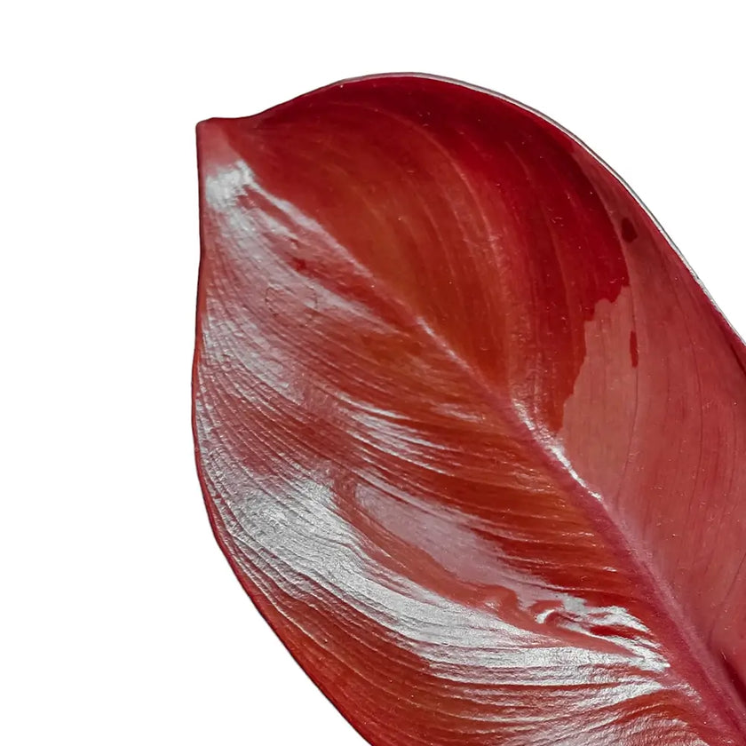 Philodendron 'Sunlight' leaf close-up on white background.