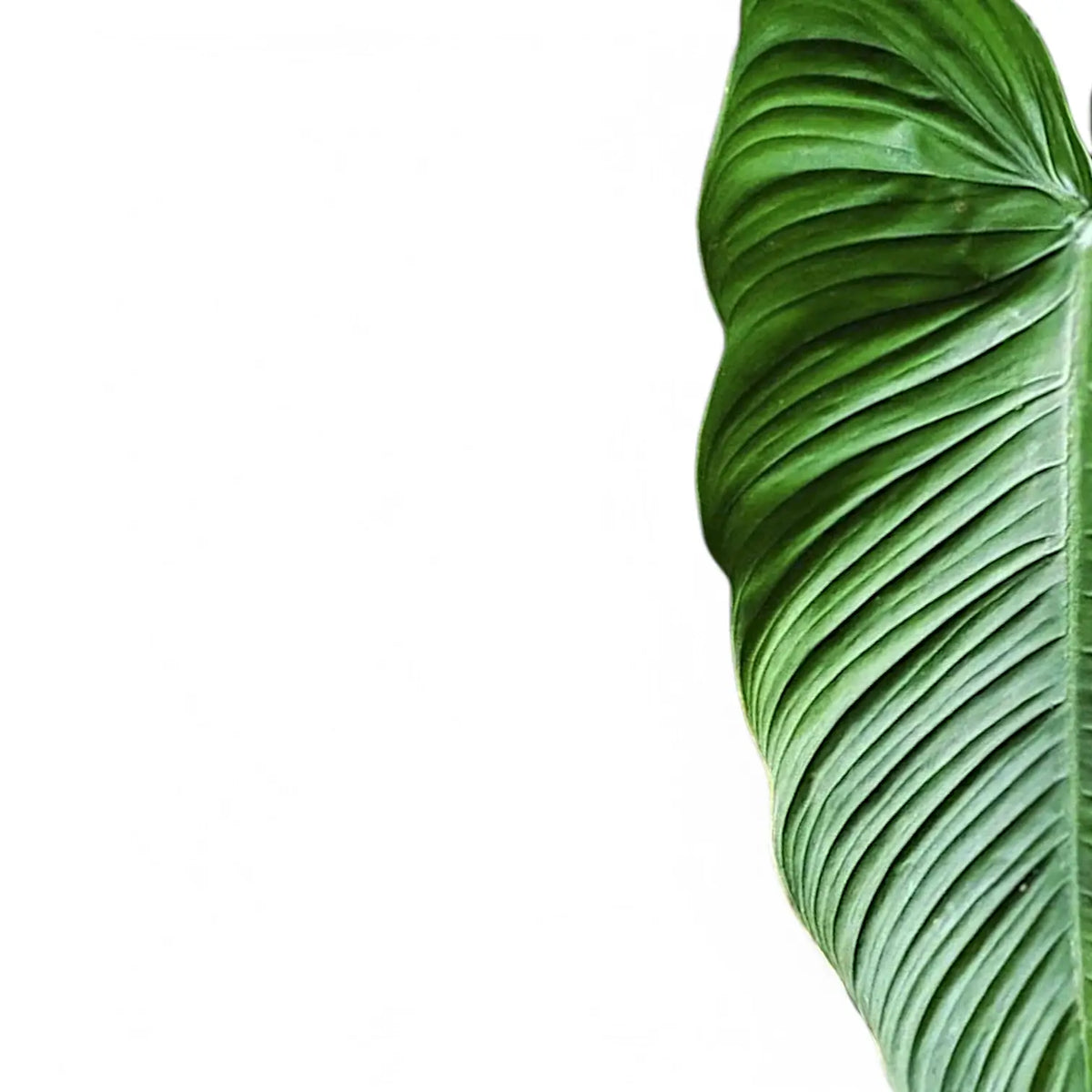 Philodendron tenue  Glnzende, stark gewellte Bandbltter