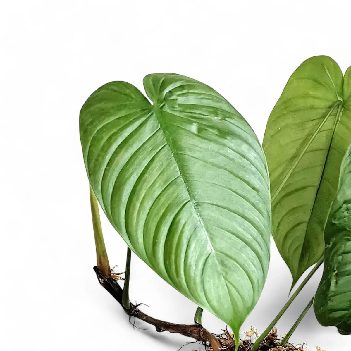 philodendron tenuipes Philodendron tenue aff. – Smaller, Similar Tenue-Type