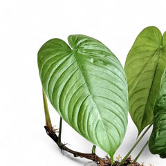 tenue philodendron Philodendron tenue aff. – Smaller, Similar Tenue-Type