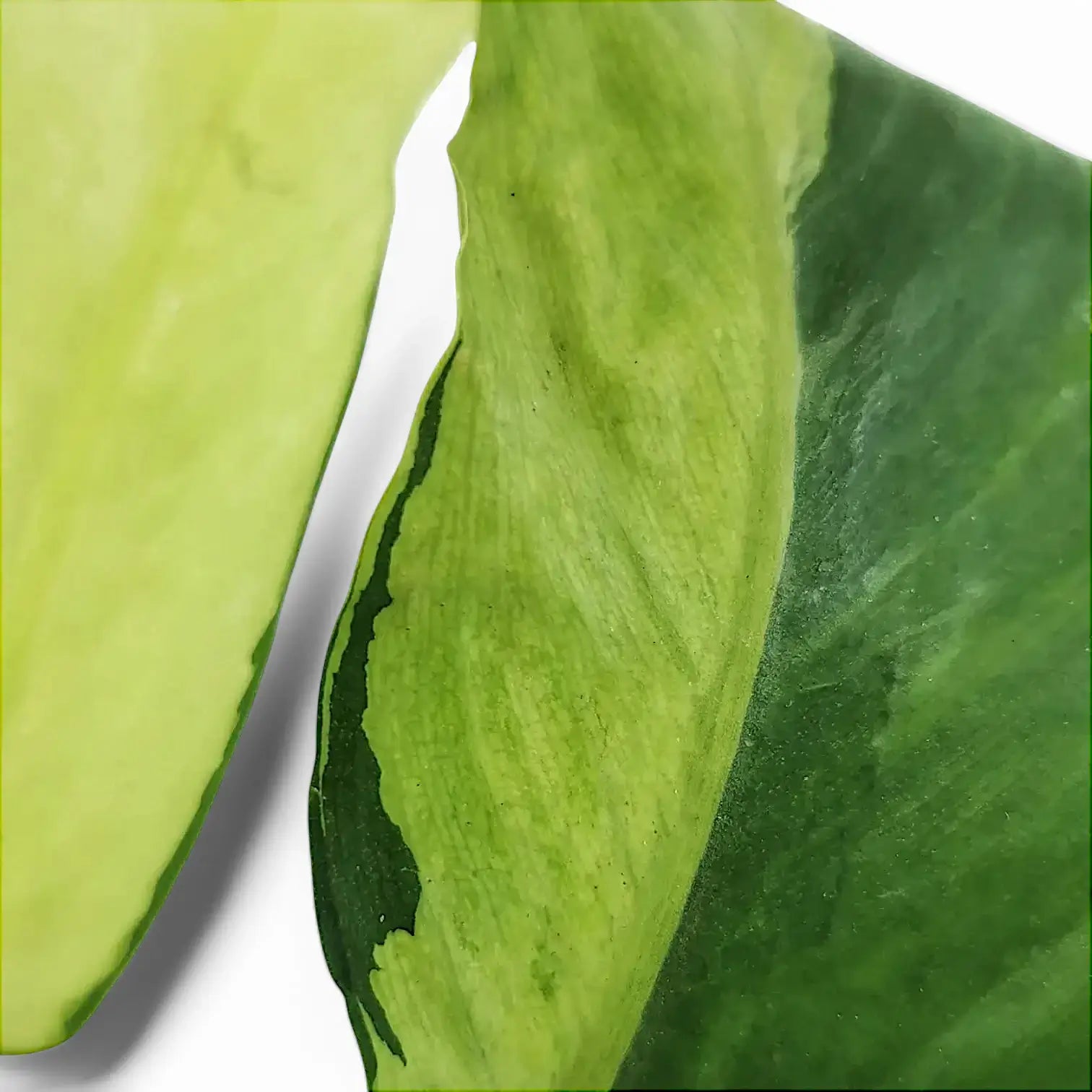 Philodendron 'Thai sunrise' leaf detail on white background.