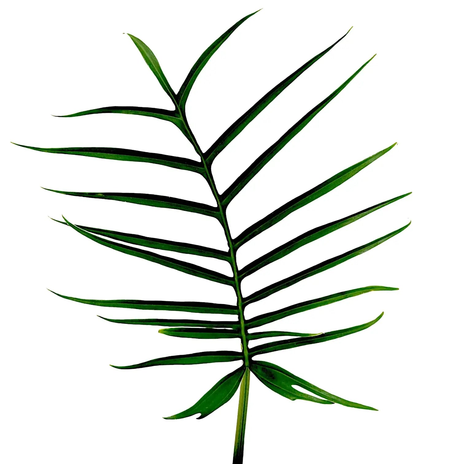 Philodendron tortum – Blattdetail vor weißem Hintergrund..
