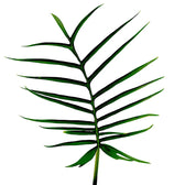 Philodendron tortum – Blattdetail vor weißem Hintergrund..