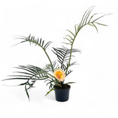 Philodendron tortum – Topfpflanze im Kulturtopf vor weißem Hintergrund, Produktfoto 11.