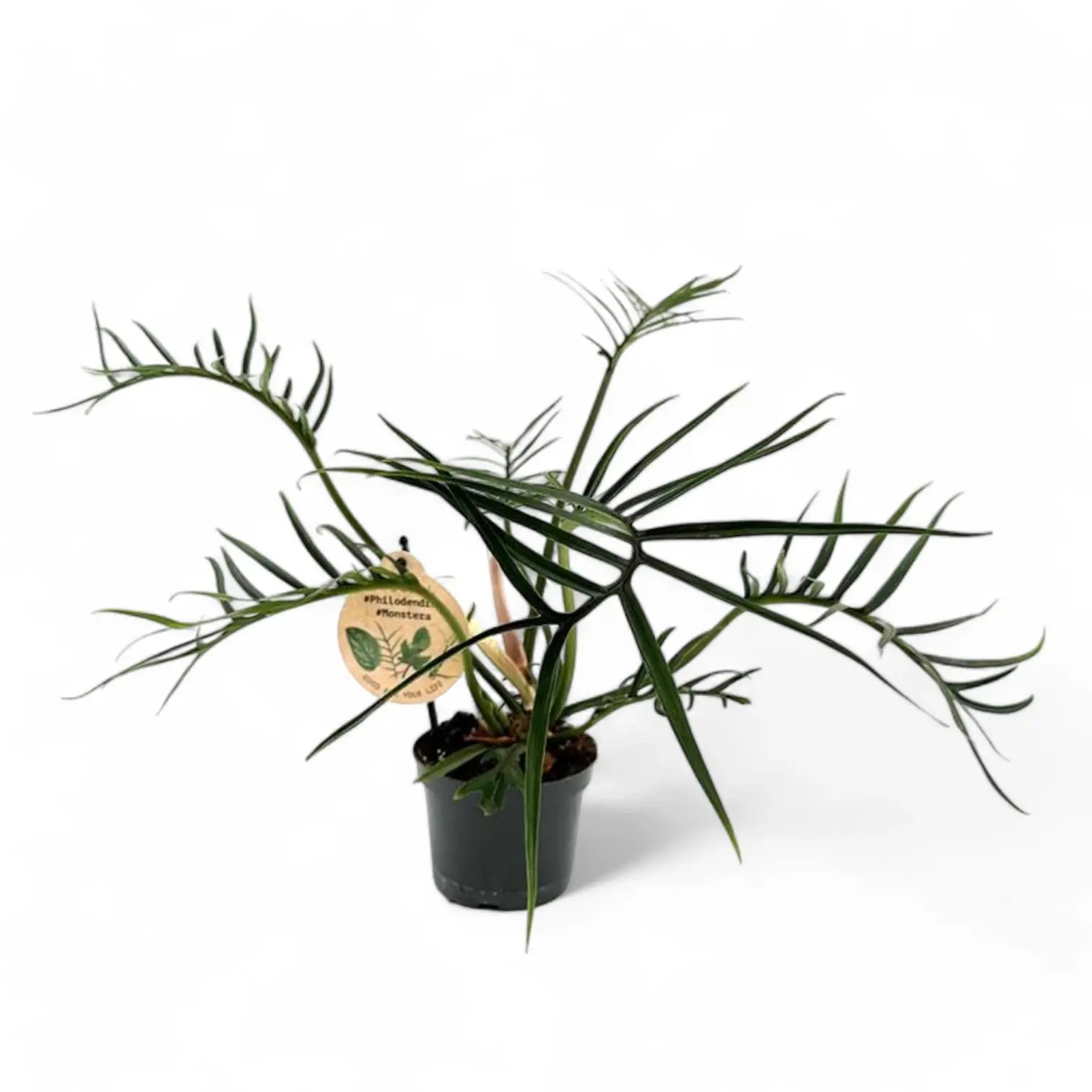 Philodendron tortum – Topfpflanze im Kulturtopf vor weißem Hintergrund, Produktfoto 9.