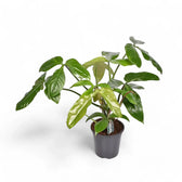 Philodendron tripartitum potted plant in nursery pot on white background.
