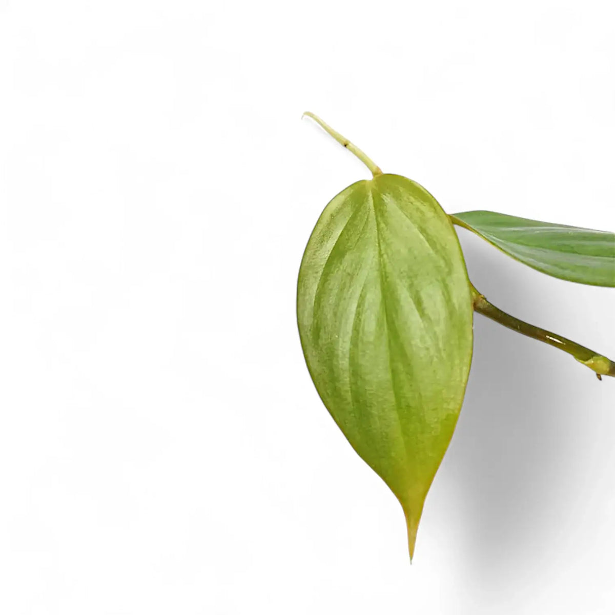 Philodendron ushanum – Hemiepiphyte with Thick Leaves