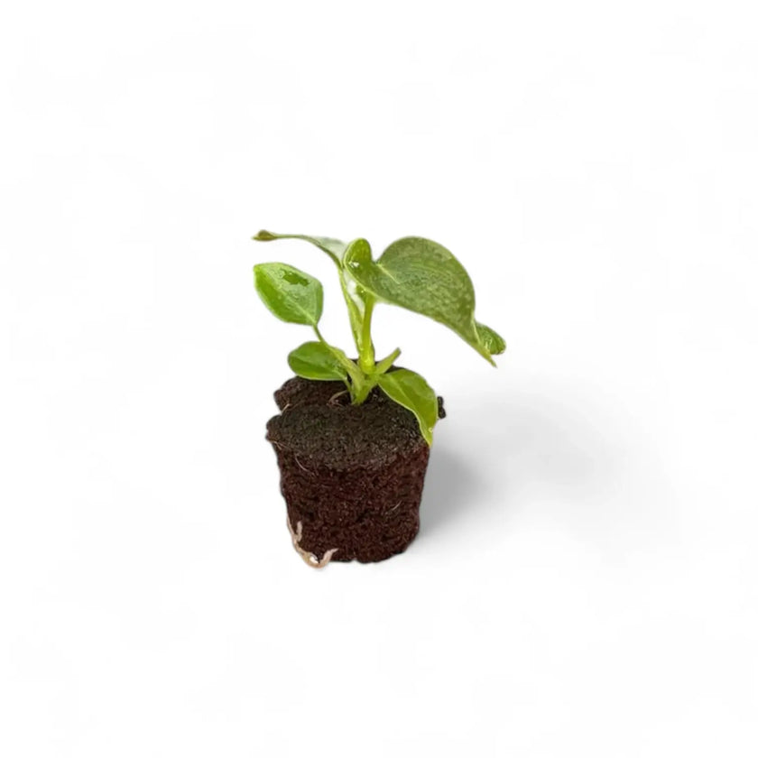 Philodendron cf lupinum (Philodendron vanninii Croat ined.) potted plant in nursery pot on white background.